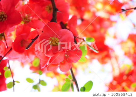 梅に似た花 ボケの花 5 梅に似た花 ボケの花 5 100868412