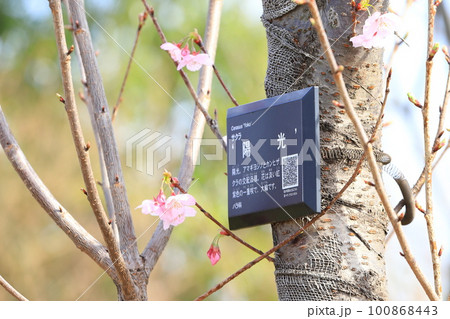 濃いピンク色の桜「陽光」 100868443