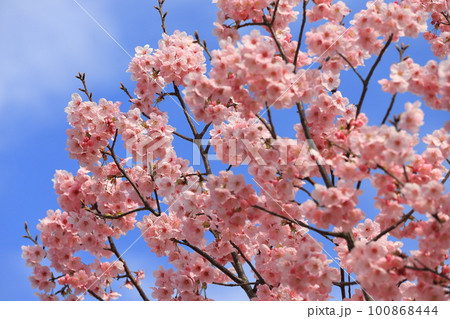濃いピンク色の桜「陽光」 100868444