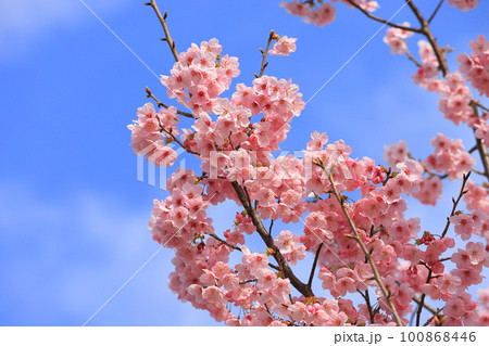 濃いピンク色の桜「陽光」 100868446