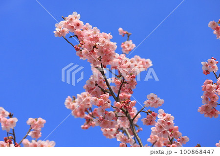 濃いピンク色の桜「陽光」 濃いピンク色の桜「陽光」 100868447