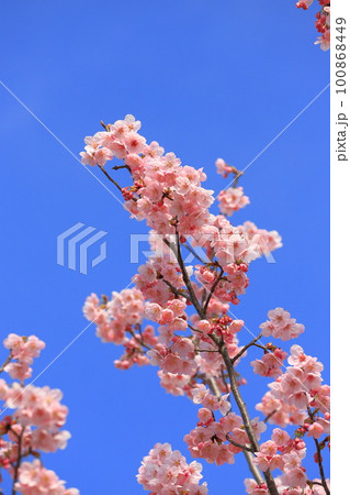 濃いピンク色の桜「陽光」 100868449