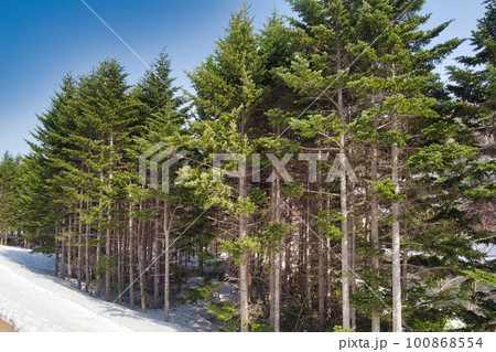 春を迎えた常緑針葉樹林 100868554