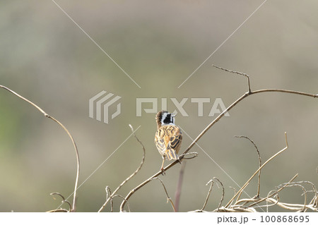 ホオジロ 100868695
