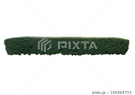 Green hedge or Green Leaves Wall 100868755