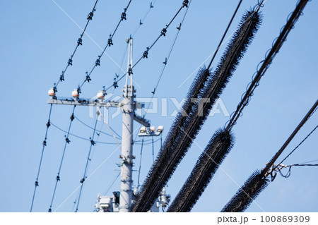 電線の鳥よけ 電線の鳥よけ 100869309