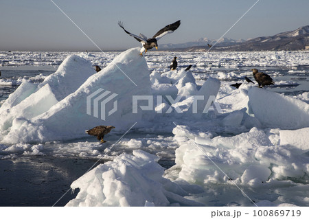 流氷と大鷲 100869719