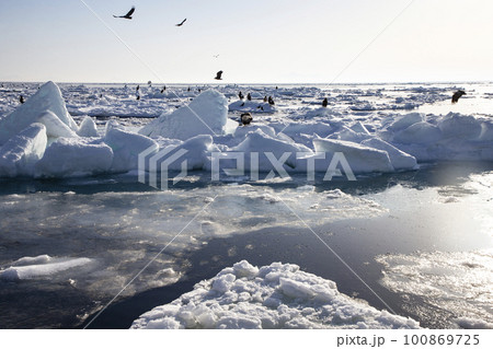 流氷と大鷲 100869725