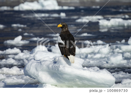 流氷と大鷲 流氷と大鷲 100869730