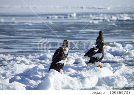 流氷と大鷲 流氷と大鷲 100869733
