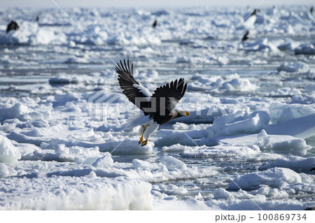 流氷と大鷲 流氷と大鷲 100869734