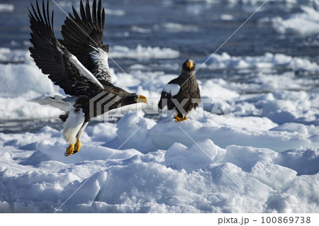 流氷と大鷲 100869738