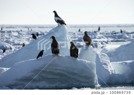 流氷と大鷲 100869739