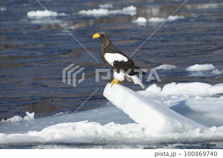 流氷と大鷲 100869740