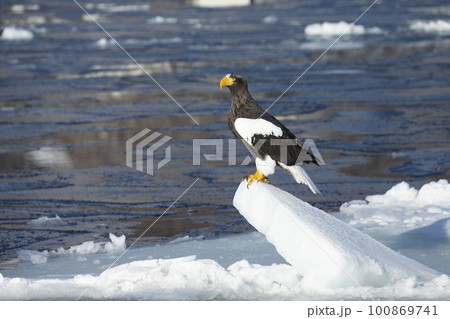 流氷と大鷲 100869741