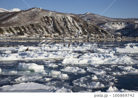 流氷と大鷲 100869742