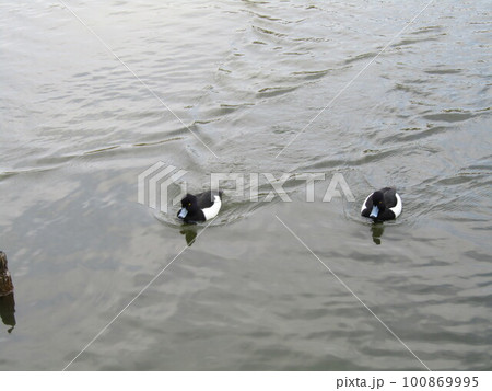 千葉公園の綿打池に来た冬の渡り鳥キンクロハジロ 100869995