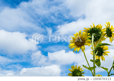 ひまわりの黄色い花と青い空 ひまわりの黄色い花と青い空 100870313