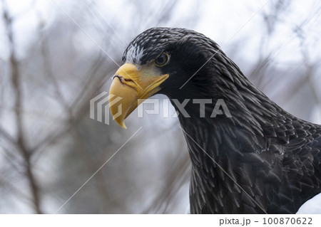 大鷲の表情 100870622