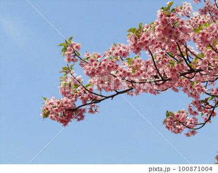 三分葉桜になった稲毛海岸駅前河津桜 100871004