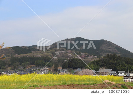 春の巾着田曼珠沙華公園：埼玉県日高市 100871056