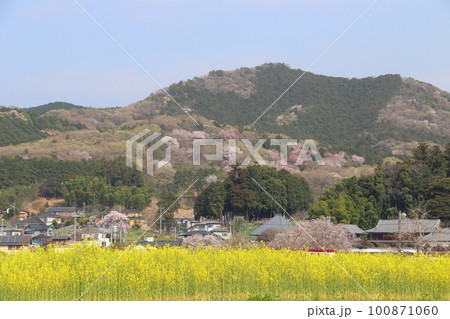 春の巾着田曼珠沙華公園:埼玉県日高市 春の巾着田曼珠沙華公園:埼玉県日高市 100871060