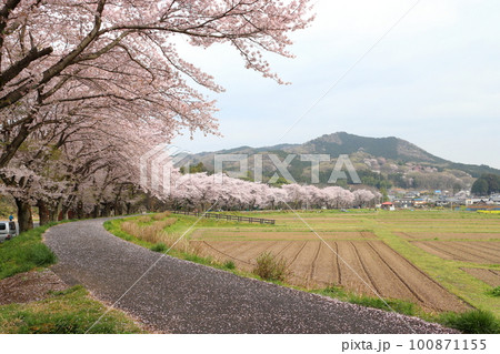 春の巾着田曼珠沙華公園:埼玉県日高市 春の巾着田曼珠沙華公園:埼玉県日高市 100871155