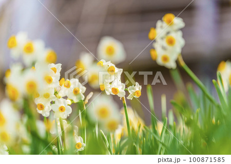 玉祖神社 花香郷 咲き広がる水仙(大阪府八尾市神立) 玉祖神社 花香郷 咲き広がる水仙(大阪府八尾市神立) 100871585