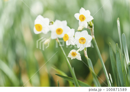 玉祖神社 花香郷 咲き広がる水仙(大阪府八尾市神立) 玉祖神社 花香郷 咲き広がる水仙(大阪府八尾市神立) 100871589