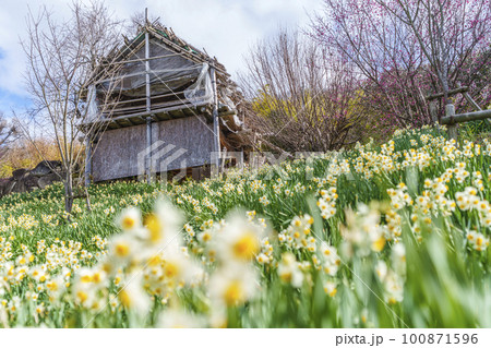 玉祖神社 花香郷 咲き広がる水仙と梅(大阪府八尾市神立) 玉祖神社 花香郷 咲き広がる水仙と梅(大阪府八尾市神立) 100871596