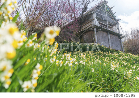 玉祖神社　花香郷　咲き広がる水仙と梅（大阪府八尾市神立） 100871598
