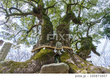 玉祖神社 大クス(大阪府八尾市神立) 玉祖神社 大クス(大阪府八尾市神立) 100871607