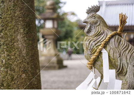 玉祖神社　狛酉　狛鶏　長鳴鶏像 100871642