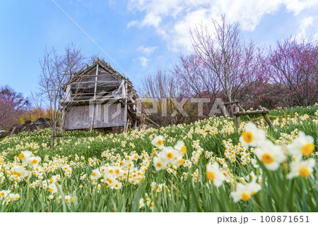 玉祖神社 花香郷 咲き広がる水仙と梅(大阪府八尾市神立) 玉祖神社 花香郷 咲き広がる水仙と梅(大阪府八尾市神立) 100871651
