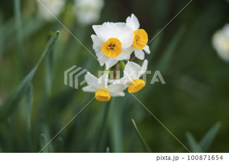 玉祖神社　花香郷　水仙（大阪府八尾市神立） 100871654