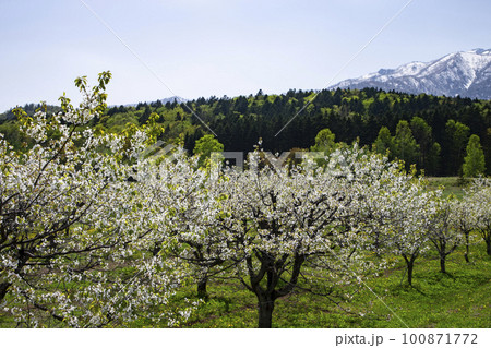 雪山を背景に咲くさくらんぼの花 100871772