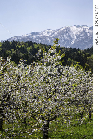 雪山を背景に咲くさくらんぼの花 雪山を背景に咲くさくらんぼの花 100871777