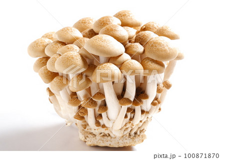 オルニチンをたくさん含んだ健康食品のブナシメジ 100871870