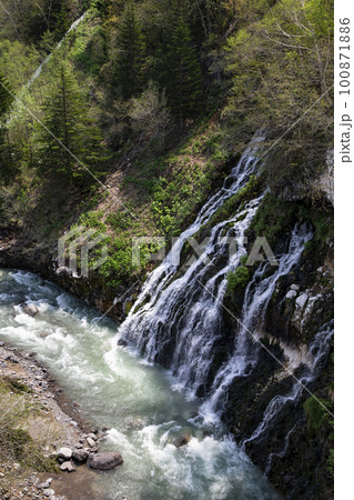 新緑映える白鬚の滝 100871886