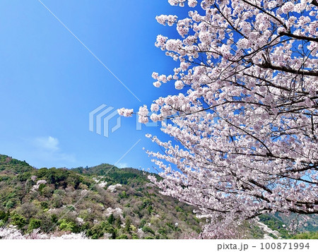 青空に映える満開の桜〈嵐山公園中之島地区/京都市〉 100871994