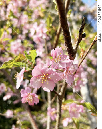 岐阜県・柏森公園 青空と河津桜 岐阜県・柏森公園 青空と河津桜 100872643