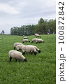 牧場でのんびり草を食べる羊たち 100872842