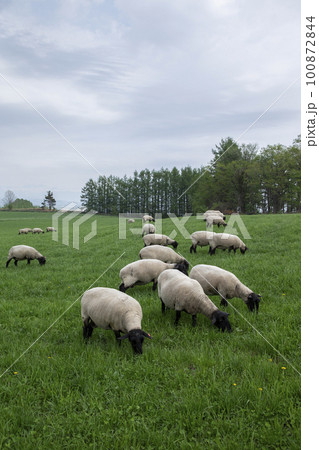 牧場でのんびり草を食べる羊たち 100872844