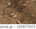 土の地面に落ちた枯葉 100872923
