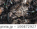 地面に落ちたどんぐり 100872927