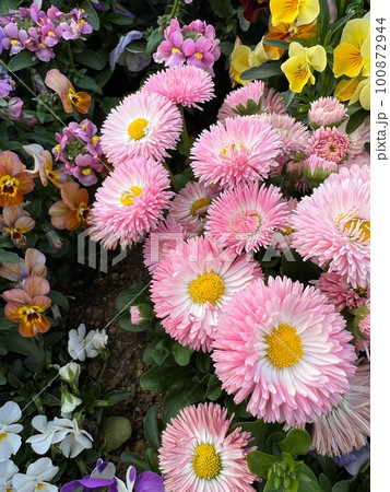 ピンク色のデイジー、菊の様な花、ピンク色の花、多弁のピンク色の花 100872944