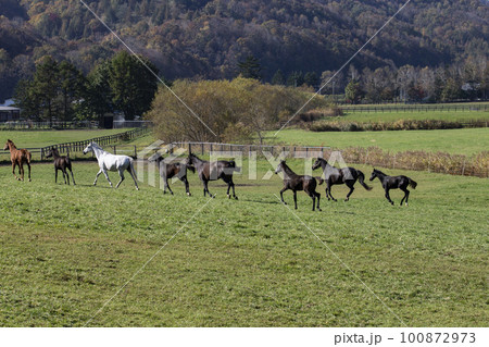 広大な牧場を走るサラブレッド 100872973
