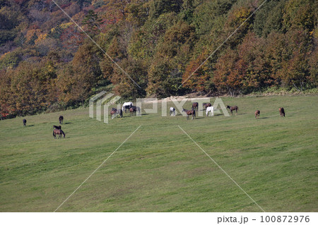 広大な牧場を走るサラブレッド 広大な牧場を走るサラブレッド 100872976