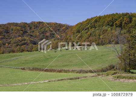 広大な牧場を走るサラブレッド 広大な牧場を走るサラブレッド 100872979