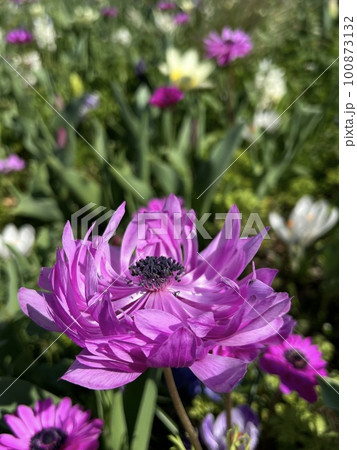 赤紫色のアネモネ、公園に咲くアネモネ、ピンク色のアネモネの花 100873132